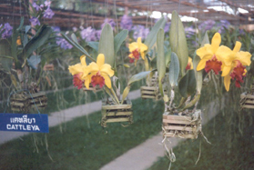 Orchideen